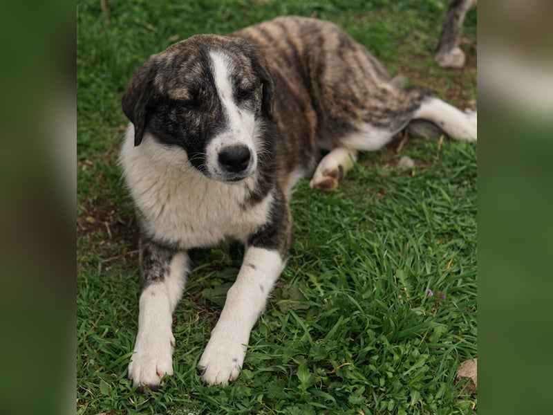 Paula, geb. ca. 07/2023, lebt in GRIECHENLAND, auf einem Gelände, auf dem die Hunde notdürftig verso