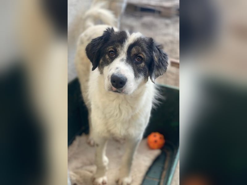 Majolika, geb. ca. 04/2025, lebt in GRIECHENLAND, im städt. Tierheim Serres