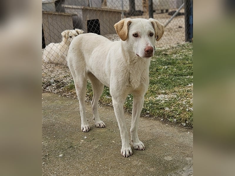 Nizza, geb. ca. 08/2022, lebt in GRIECHENLAND, im städt. Tierheim Serres