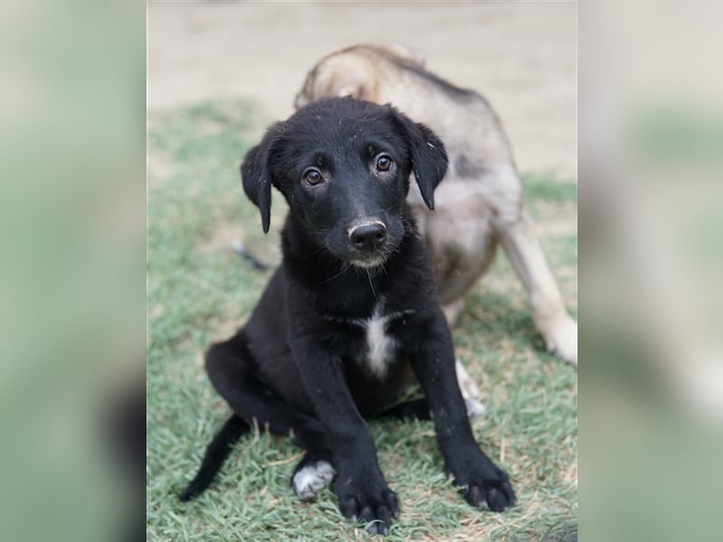 Lillia, geb. ca. 05/2024, lebt in GRIECHENLAND, auf einer privaten Pflegestelle