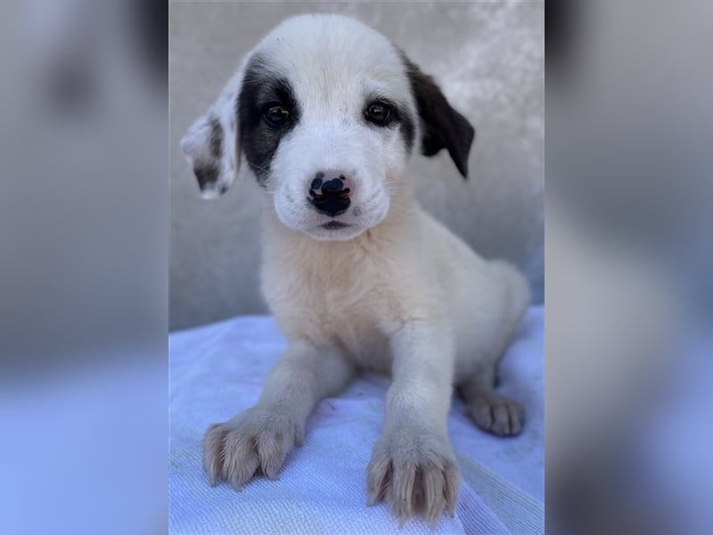 Alain, geb. ca. 06/2023, lebt in GRIECHENLAND, im städt. Tierheim Serres