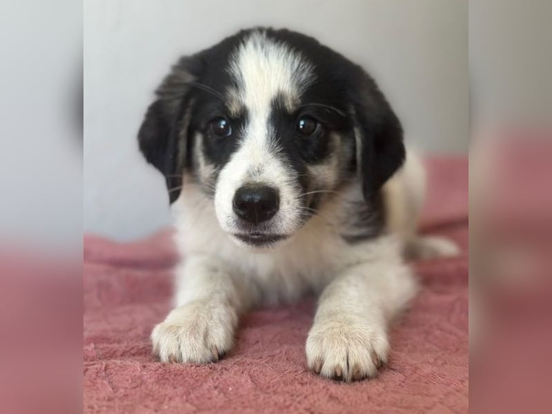 Colada, geb. ca. 05/2026, lebt in GRIECHENLAND, im städt. Tierheim Serres