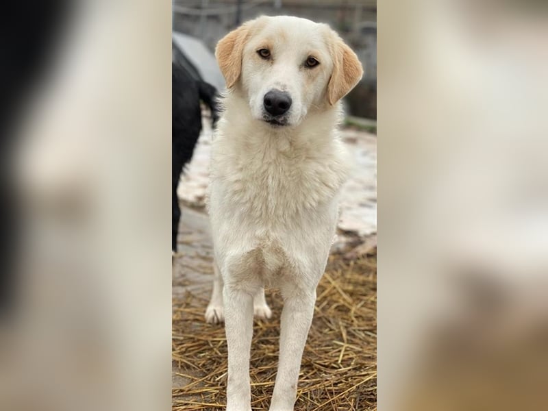 Nami, geb. ca. 12/2019, lebt in GRIECHENLAND, im städt. Tierheim Serres