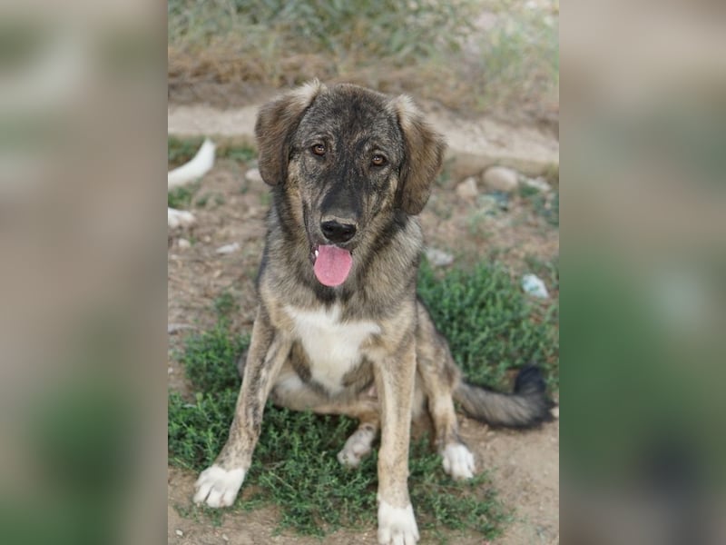 Amelie, geb. ca. 02/2024, lebt in GRIECHENLAND, im städt. Tierheim Serres