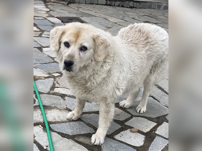 Lara, geb. ca. 05/2014, lebt in GRIECHENLAND, auf einer privaten Pflegestelle