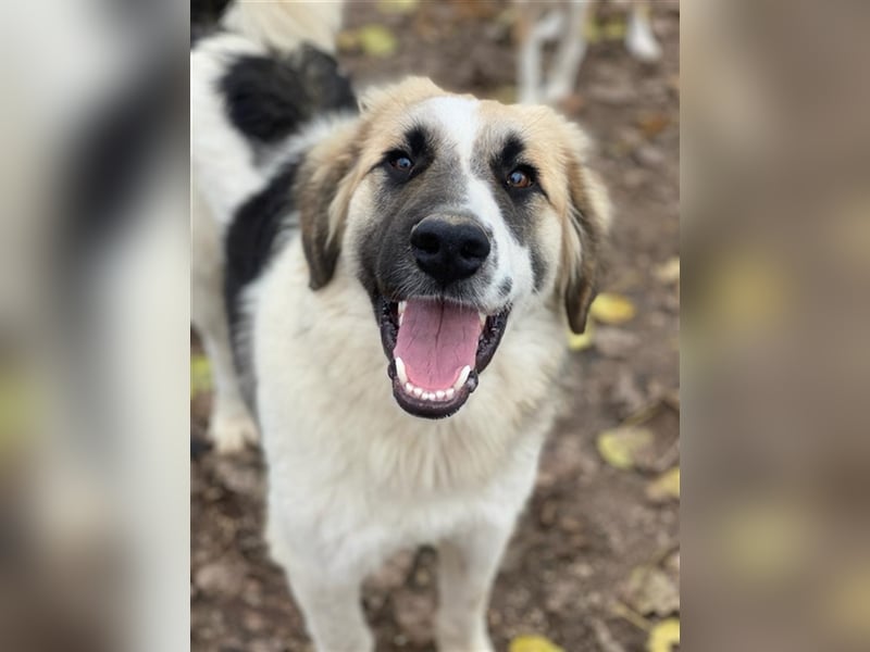 Otys, geb. ca. 03/2022, lebt in GRIECHENLAND, im städt. Tierheim Serres