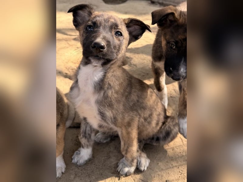 Candara, geb. ca. 12/25, lebt in GRIECHENLAND, auf einer privaten Pflegestelle