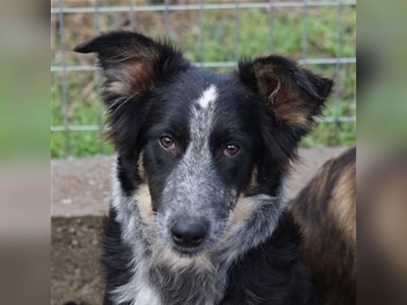 Talom, geb. ca. 03/2022, lebt in GRIECHENLAND, auf einer privaten Pflegestelle