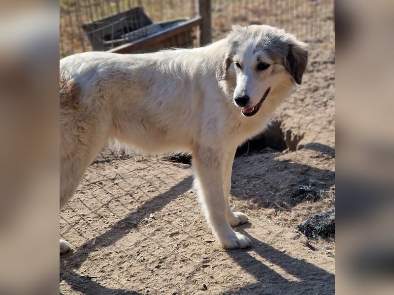 Shirin, geb. ca. 02/2024, lebt in GRIECHENLAND, im städt. Tierheim Serres