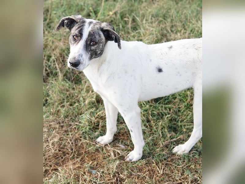 Mea, geb. ca. 11/2022, lebt in GRIECHENLAND, im städt. Tierheim Serres