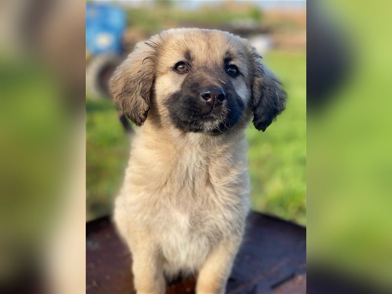 Hermine Granger, geb. ca. 12/2023, lebt in GRIECHENLAND, im städt. Tierheim Serres