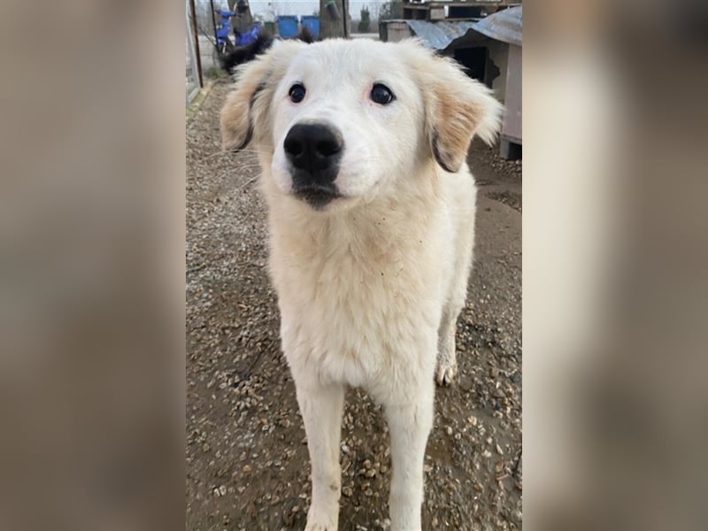 Skippy, geb. ca. 05/2022, lebt in GRIECHENLAND, im städt. Tierheim Serres