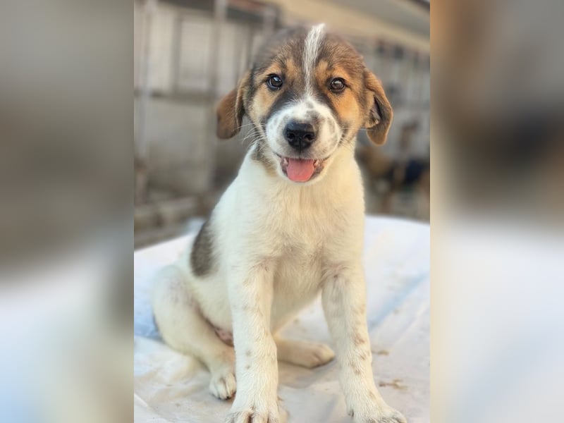 Trine, geb. ca. 05/2025, lebt in GRIECHENLAND, im städt. Tierheim Serres