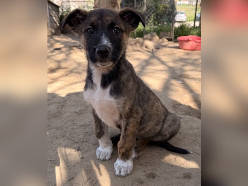 Corbel, geb. ca. 12/25, lebt in GRIECHENLAND, auf einer privaten Pflegestelle