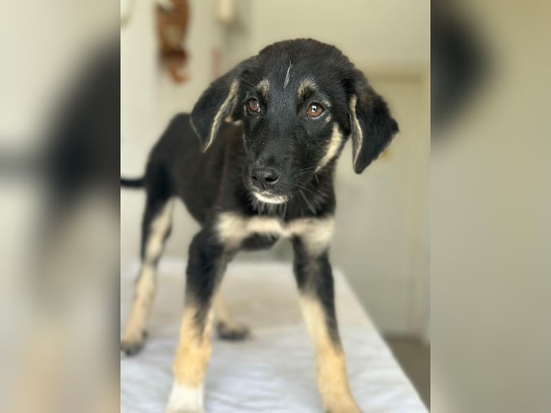 Elina, geb. ca. 03/2026, lebt in GRIECHENLAND, im städt. Tierheim Serres