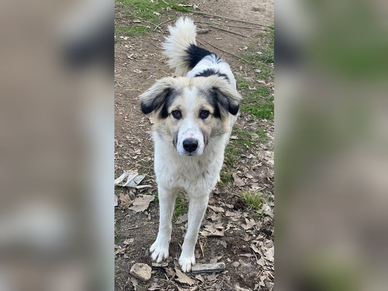 Peggy Jean, geb. ca. 12/2023, lebt in GRIECHENLAND, auf einer privaten Pflegestelle