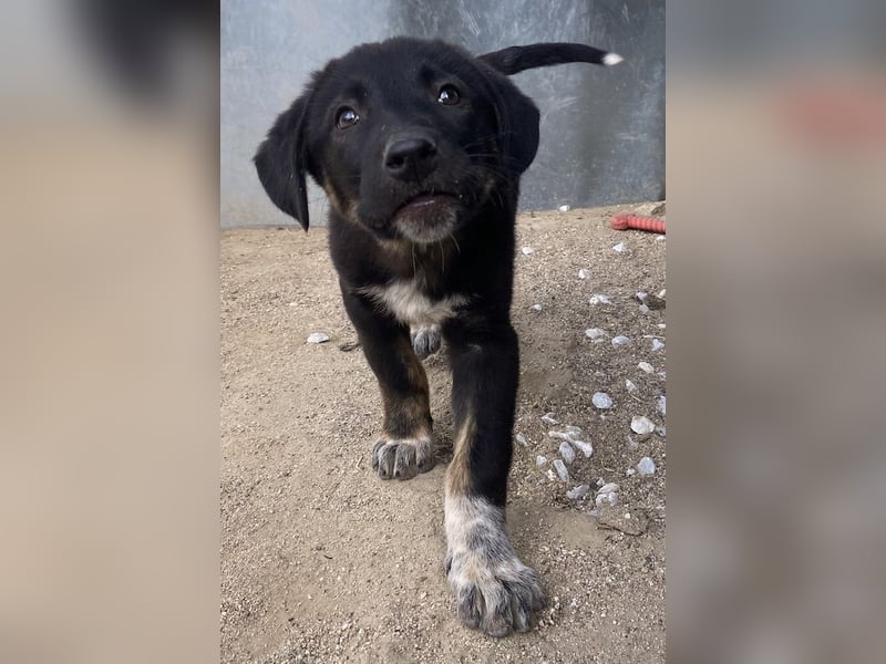 Louisa, geb. ca. 12/2023, lebt in GRIECHENLAND, im städt. Tierheim Serres