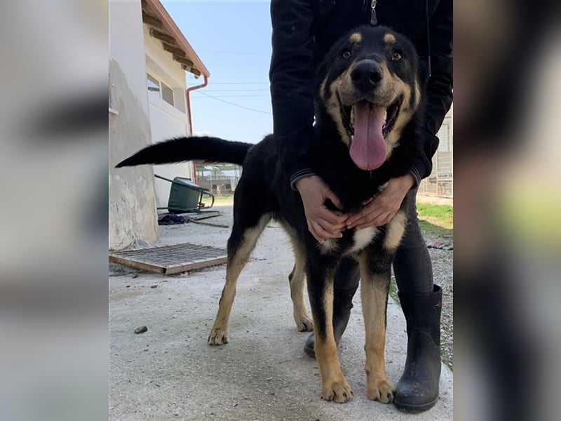 Niles, geb. ca. 05/2019, lebt in GRIECHENLAND, im städt. Tierheim Serres