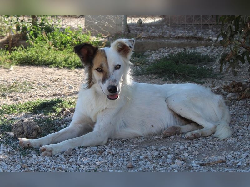 Motti, geb. ca. 07/2023, lebt in GRIECHENLAND, im städt. Tierheim Serres