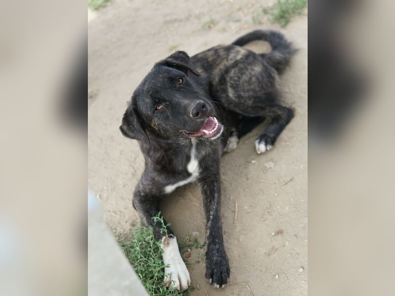 Targa, geb. ca. 12/2023, lebt in GRIECHENLAND, im städt. Tierheim Serres