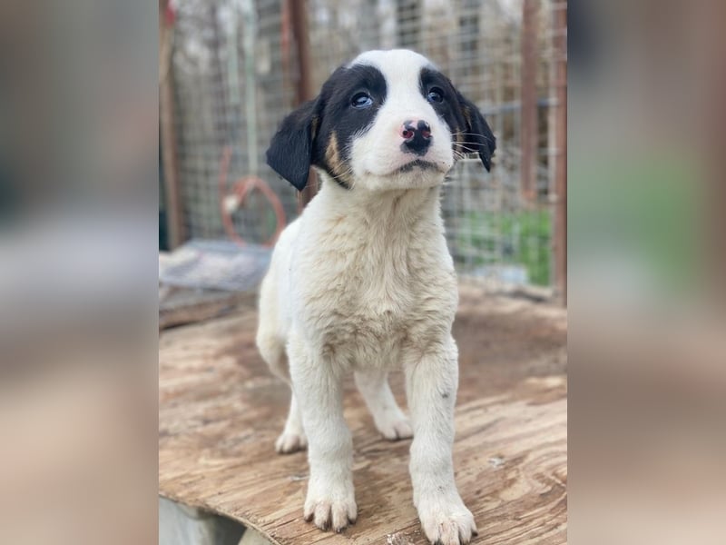 Hawaii, geb. ca. 11/2025, lebt in GRIECHENLAND, auf einer privaten Pflegestelle