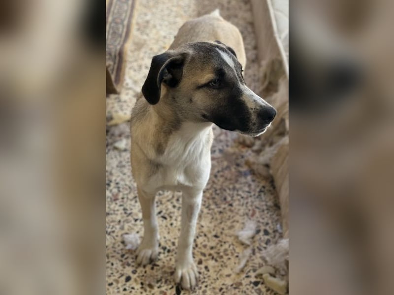 Mia-Melina, geb. ca. 02/2025, lebt in GRIECHENLAND, auf einer privaten Pflegestelle