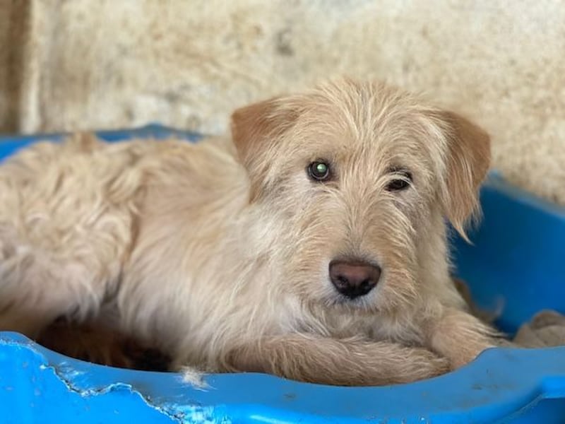 Susan, geb. ca. 04/2024, lebt in GRIECHENLAND, auf einer privaten Pflegestelle