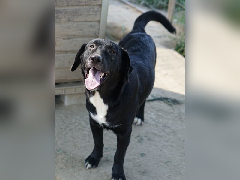 Ria, geb. ca. 10/2024, lebt in GRIECHENLAND, im städt. Tierheim Serres