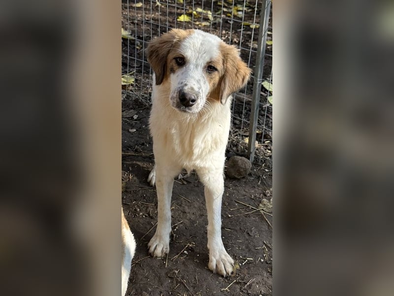 Melania, geb. ca. 01/2024, lebt in GRIECHENLAND, im städt. Tierheim Serres