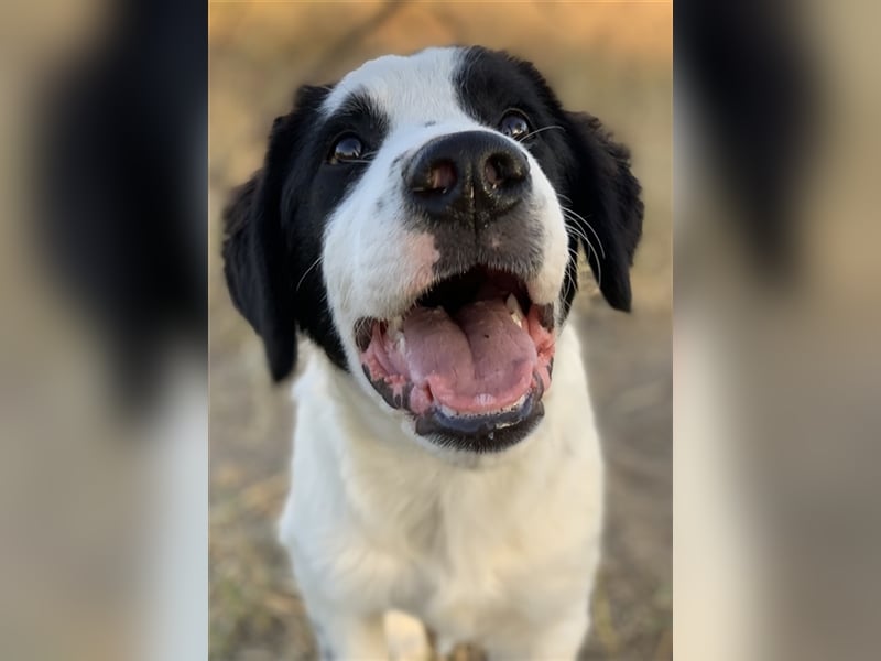 Umia, geb. ca. 05/2022, lebt in GRIECHENLAND, auf einer privaten Pflegestelle