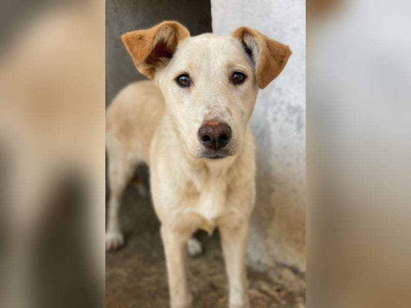 Kalena, geb. ca. 01/2025, lebt in GRIECHENLAND, im städt. Tierheim Serres