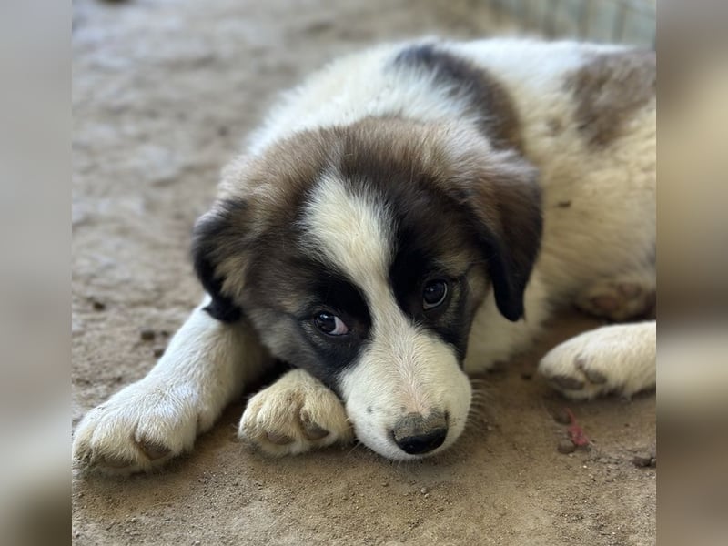 Lexya, geb. ca. 02/2025, lebt in GRIECHENLAND, auf einer privaten Pflegestelle