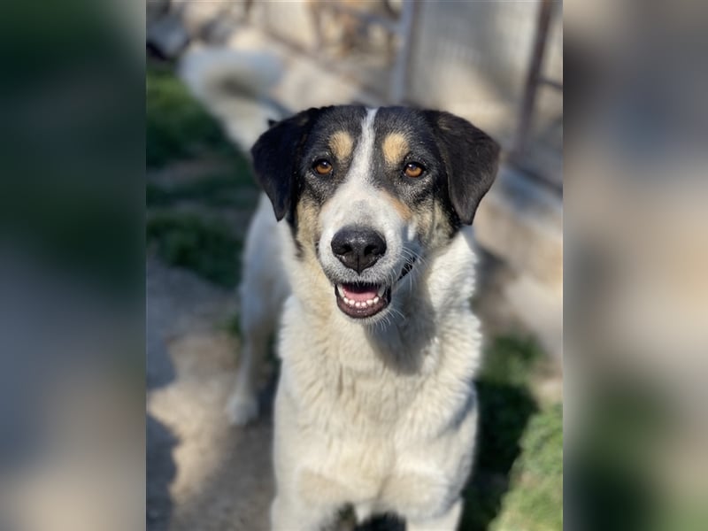 Fanny, geb. ca. 04/2021, lebt in GRIECHENLAND, im städt. Tierheim Serres