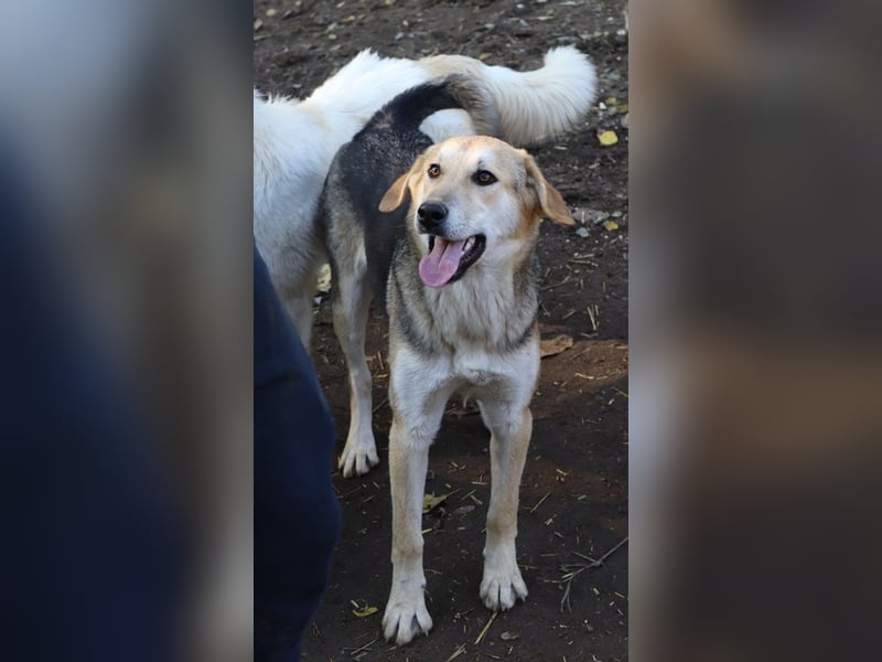 Ciri, geb. ca. 05/2024, lebt in GRIECHENLAND, im städt. Tierheim Serres