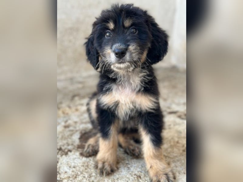 Ginger, geb. ca. 05/2026, lebt in GRIECHENLAND, im städt. Tierheim Serres