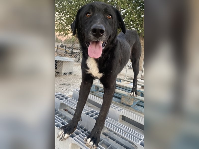 Cupid, geb. ca. 03/2020, lebt in GRIECHENLAND, im städt. Tierheim Serres