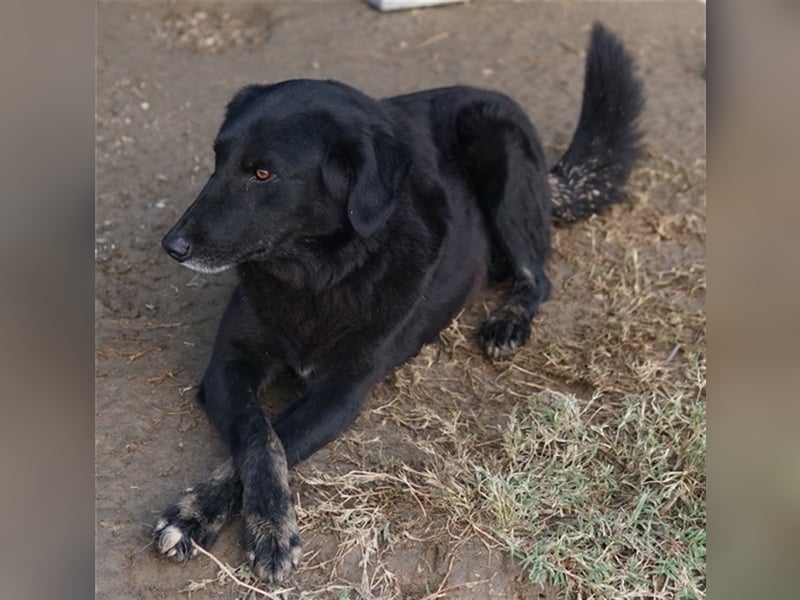 Swarzi, geb. 02/2018, lebt in GRIECHENLAND, im städt. Tierheim Serres