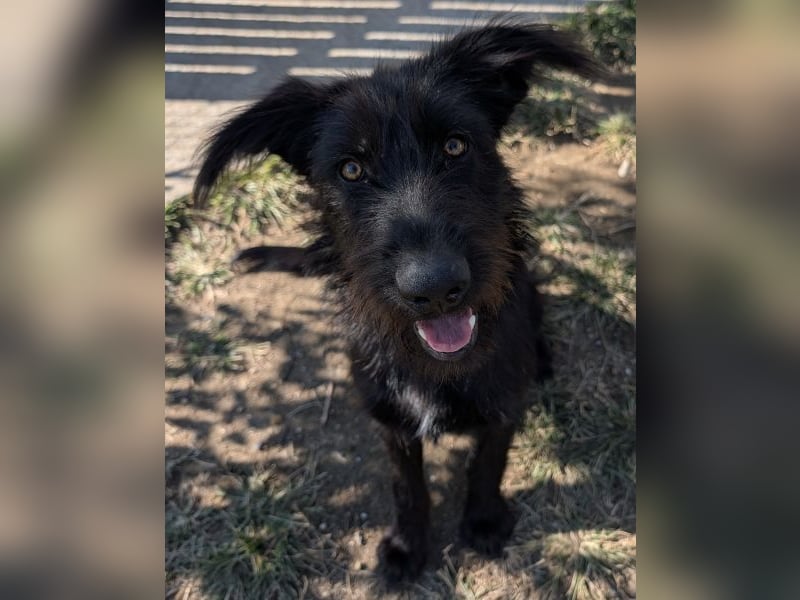 Buffy, geb. ca. 02/2025, lebt in GRIECHENLAND, auf einer privaten Pflegestelle