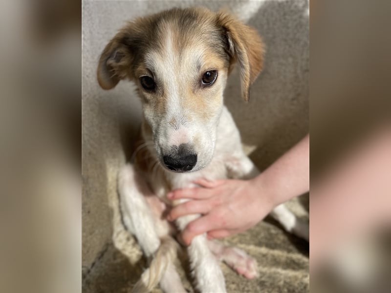 Fichte, geb. ca. 07/2023, lebt in GRIECHENLAND, im städt. Tierheim Serres