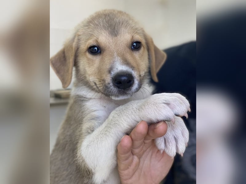 Padme, geb. ca. 04/2024, lebt in GRIECHENLAND, im städt. Tierheim Serres