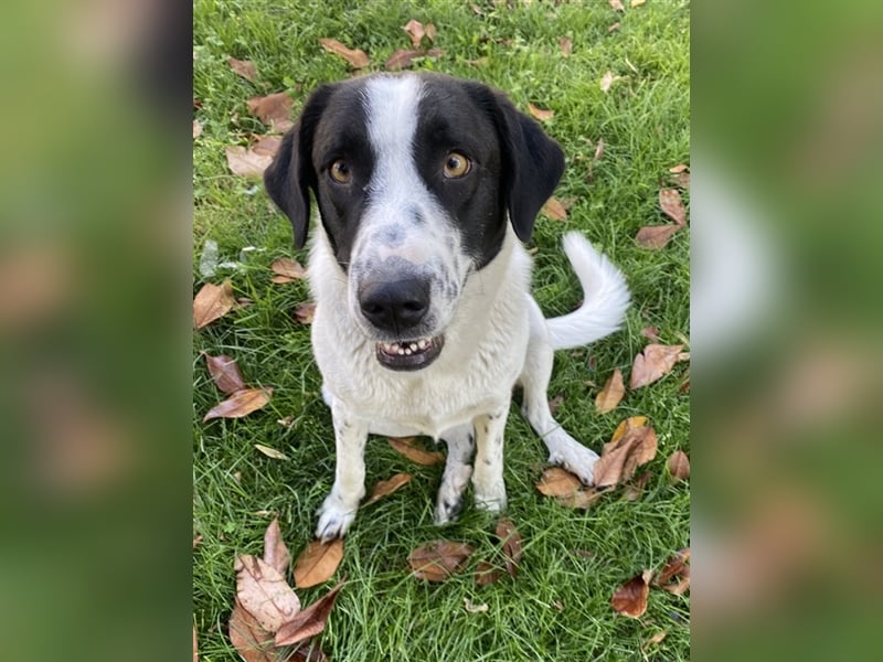 Penny, geb. ca. 05/2023, lebt in GRIECHENLAND, im städt. Tierheim Serres