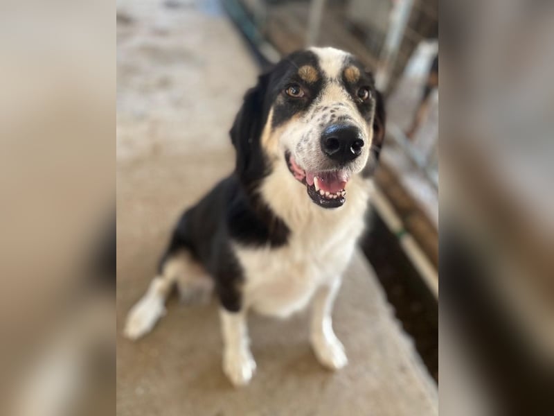 Xanda, geb. ca. 03/2023, lebt in GRIECHENLAND, im städt. Tierheim Serres