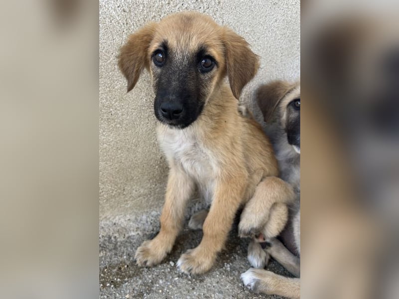 Cindy, geb. ca. 03/2026, lebt in GRIECHENLAND, im städt. Tierheim Serres