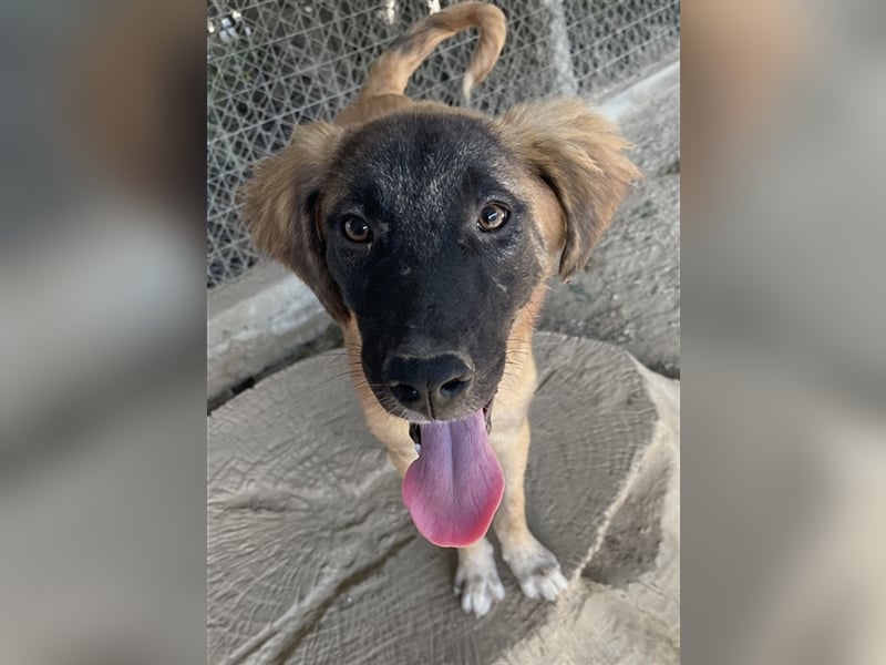 Lacasito, geb. ca. 01/2022, lebt in GRIECHENLAND, im städt. Tierheim Serres