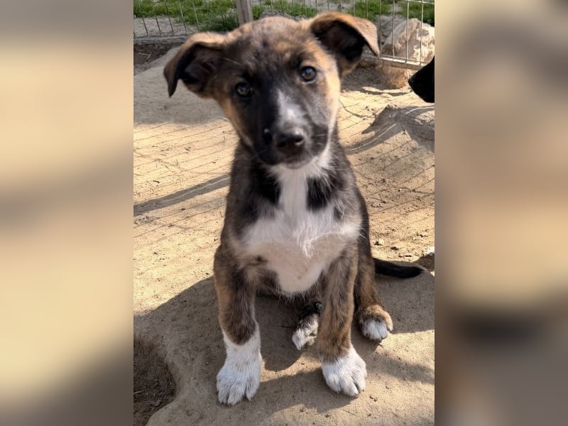 Corbel, geb. ca. 12/25, lebt in GRIECHENLAND, auf einer privaten Pflegestelle