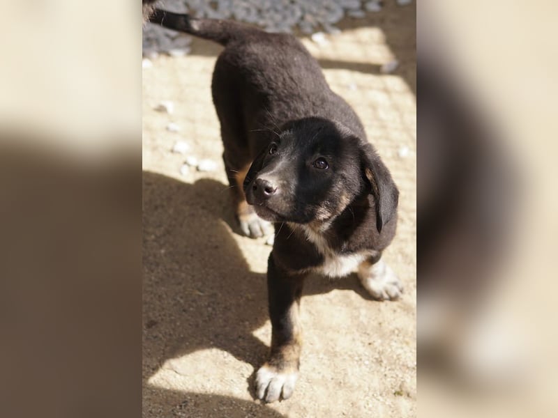 Louisa, geb. ca. 12/2023, lebt in GRIECHENLAND, im städt. Tierheim Serres