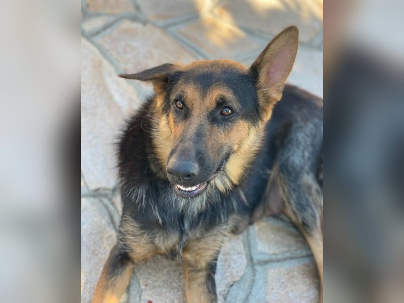 Malta, geb. ca. 07/2024, lebt in GRIECHENLAND, auf einer privaten Pflegestelle