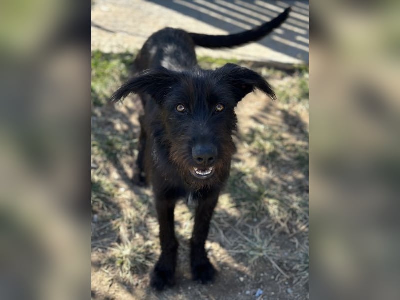 Buffy, geb. ca. 02/2025, lebt in GRIECHENLAND, auf einer privaten Pflegestelle