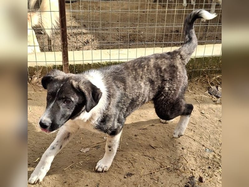 Tsuki, geb. ca. 04/2025, lebt in GRIECHENLAND, auf einer privaten Pflegestelle