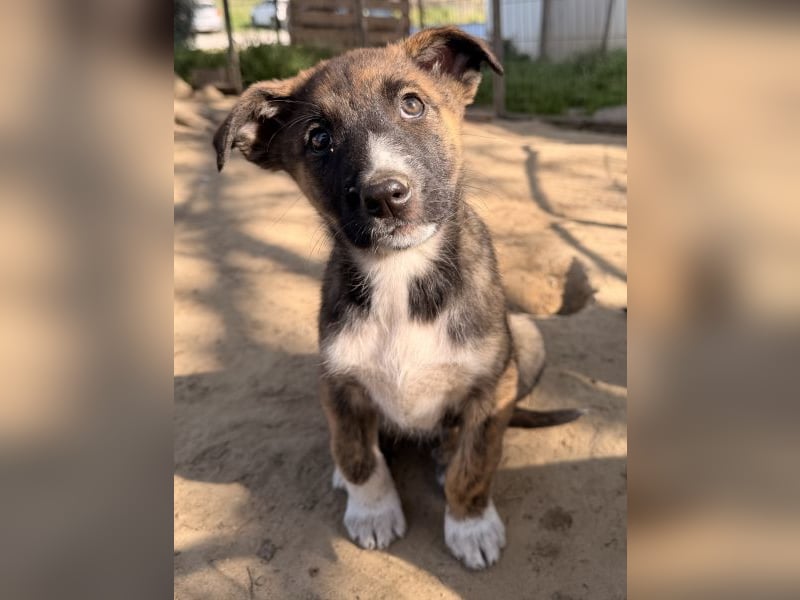 Corbel, geb. ca. 12/25, lebt in GRIECHENLAND, auf einer privaten Pflegestelle